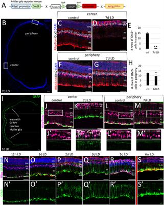 A Comparative Analysis of Reactive Müller Glia Gene Expression After Light Damage and microRNA-Depleted Müller Glia—Focus on microRNAs